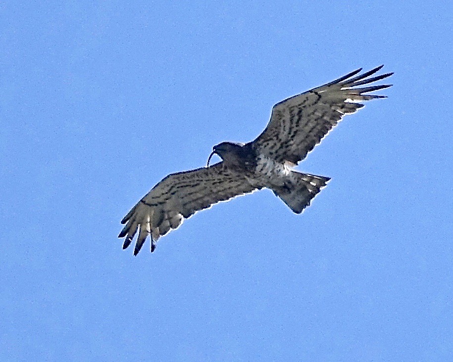 short-toed eagle with snake